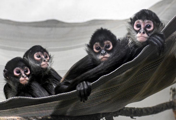 O homem impôs ilegalmente aranhas infantis para contrabandear a fronteira da Califórnia-México para contrabandear macacos-aranha-aranha-braço